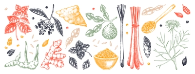 Hand drawn spices vector illustrations. Basil, galangal, cumin, cilantro, turmeric, lemongrass, lime sketches. Kitchen herbs collection. Food design elements NOT AI generated